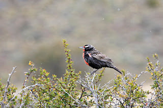 pajarito