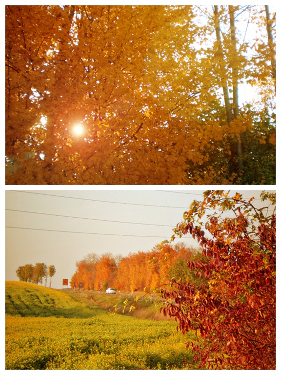 FallLeaves1a