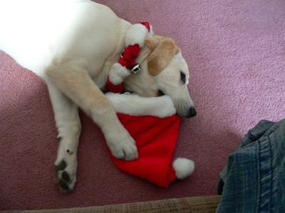 Santa Hat Seen On www.coolpicturegallery.us