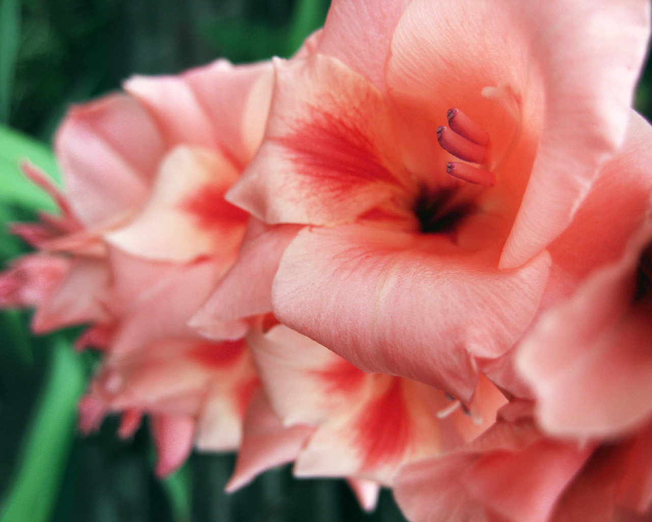 Gladiolus Flower Wallpaper