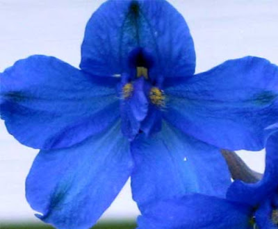 July's flower is Larkspur A favorite in cottage gardens larkspur is an 