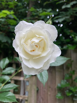 Single white rose, "Rosa climbing iceberg"