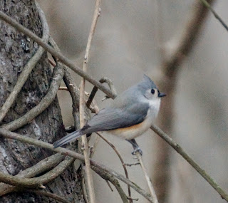 tufted titmouse