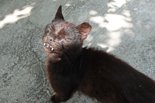 black vampire cat