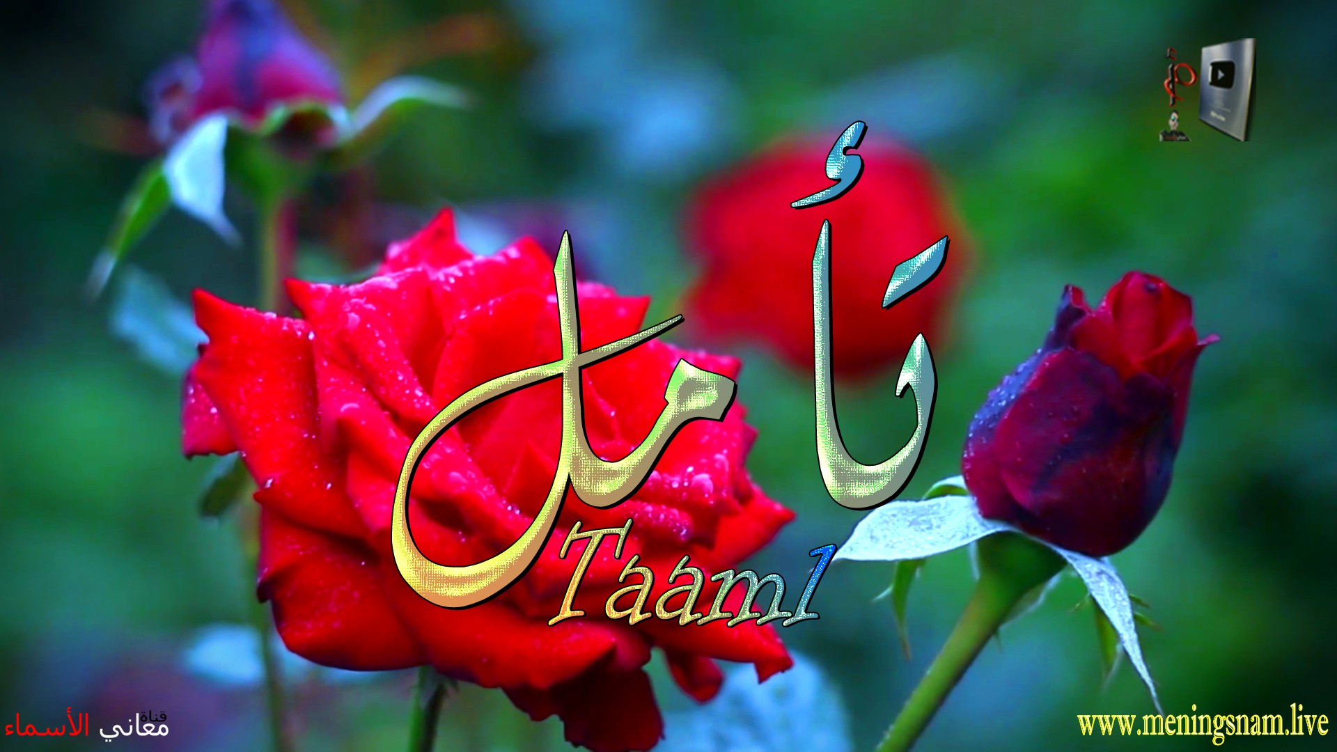 معنى اسم, تأمل, وصفات, حاملة, هذا الاسم, Taaml,