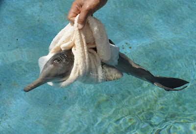 10-Day Old Baby Dolphin Rescued In Uruguay Seen On  www.coolpicturegallery.us