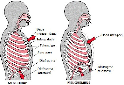 Proses Pernapasan Pada Manusia