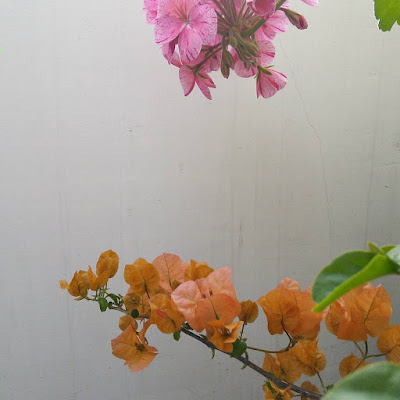 bougainvillea and pelargonium sharing a wall in my little city garden