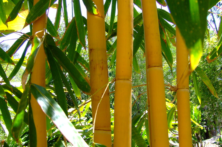 Jenis dan ciri tumbuhan Bambu  serta Manfaatnya Jenisajatitik
