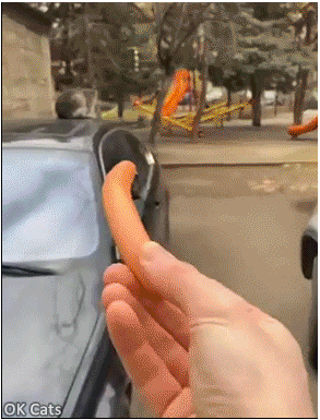 Hilarious Cat GIF • Feral cat playing like crazy with a hot døg before eating it, hahaha! [ok-cats.com]