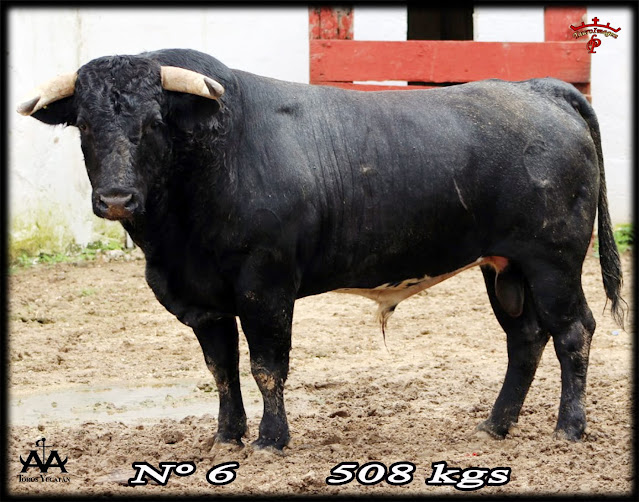 Foto: Tauro Imagen