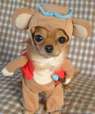 dog costume