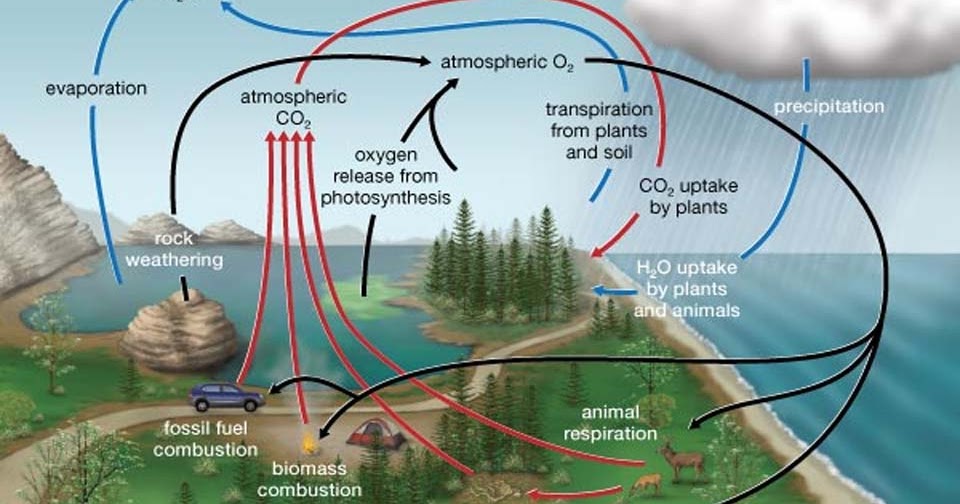 6 Siklus Daur Biogeokimia : Proses dan Contoh Gambar 