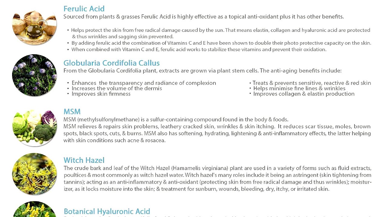 Vitamin C Function In The Body