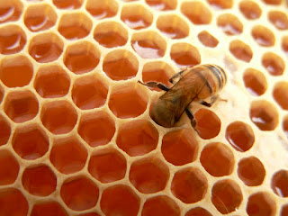 Honey | Sweet Food Made by Bees | Genus Apis