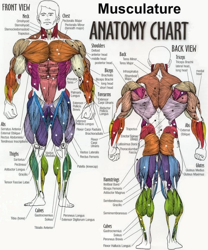 Weight Lifting: Target Muscles