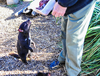tasmania East Coast Natureworld tasmanian devil