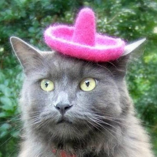 funny animal pictures, animals in sombreros, animal wearing sombreros, cute animal pictures, animals wears hats