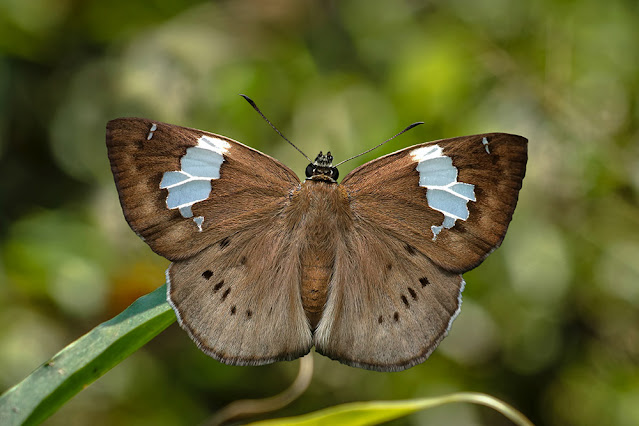 Coladenia buchananii the Great Pied Flat butterfly