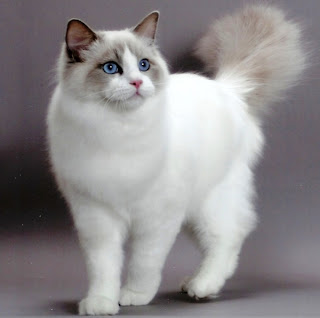 ragdoll cats breed pets animal wallpaper picture