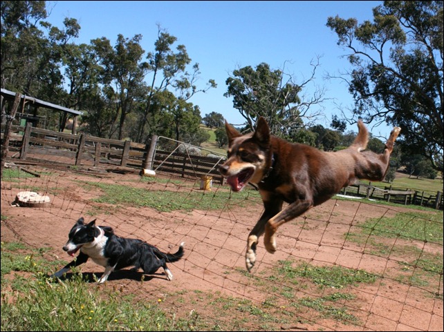 over under fence
