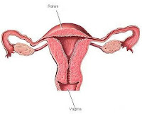 kesehatan reproduksi wanita