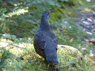 Tétras du Canada - Tétras des savanes - Falcipennis canadensis 