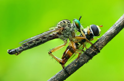 Close-Up Lenses in macro photography