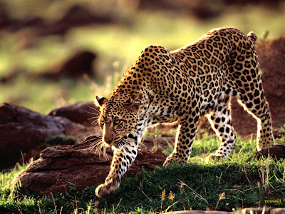 Beautiful animal wallpapers HD, desktop, latest, stylish, photography, wildlife, 2012, modern, images, pictures, wallpapers