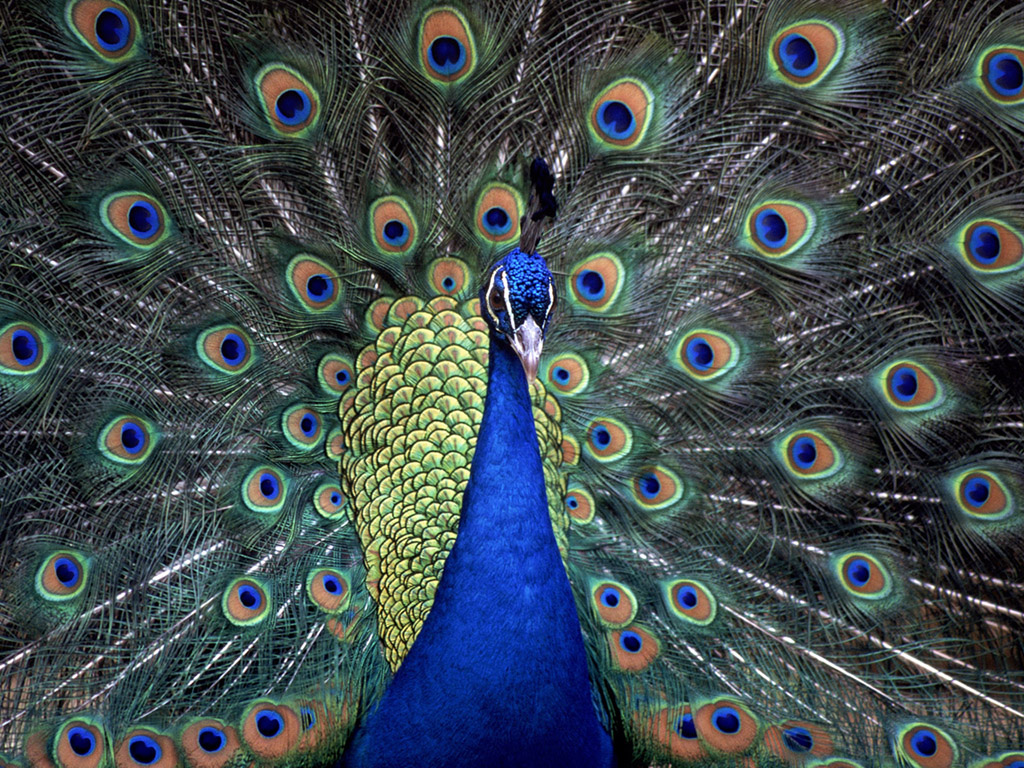 Peacock desktop wallpaper |Funny Animal