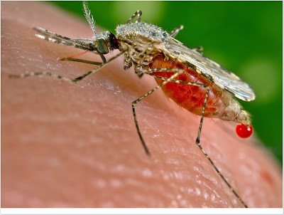 The dangers of malaria mosquitoes