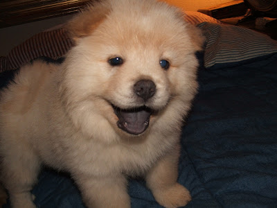 Chow Chow Puppy Pictures