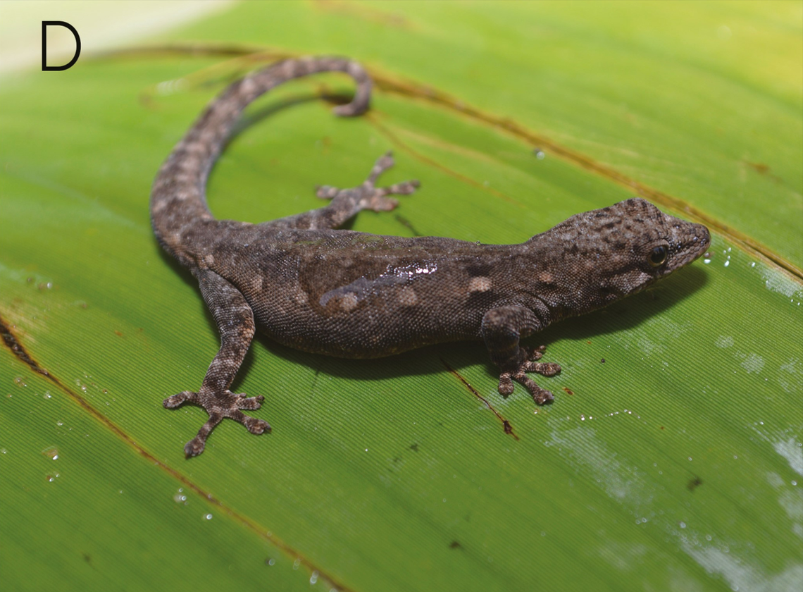 the Karamoja dwarf gecko