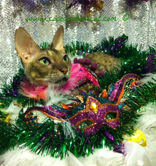 Coco the Cornish Rex cat Mardi Gras photo shoot