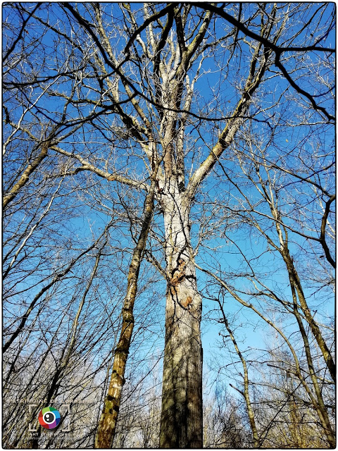 THELOD (54) - Arbres remarquables de la Forêt du Bois Bas