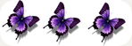 3 butterflies