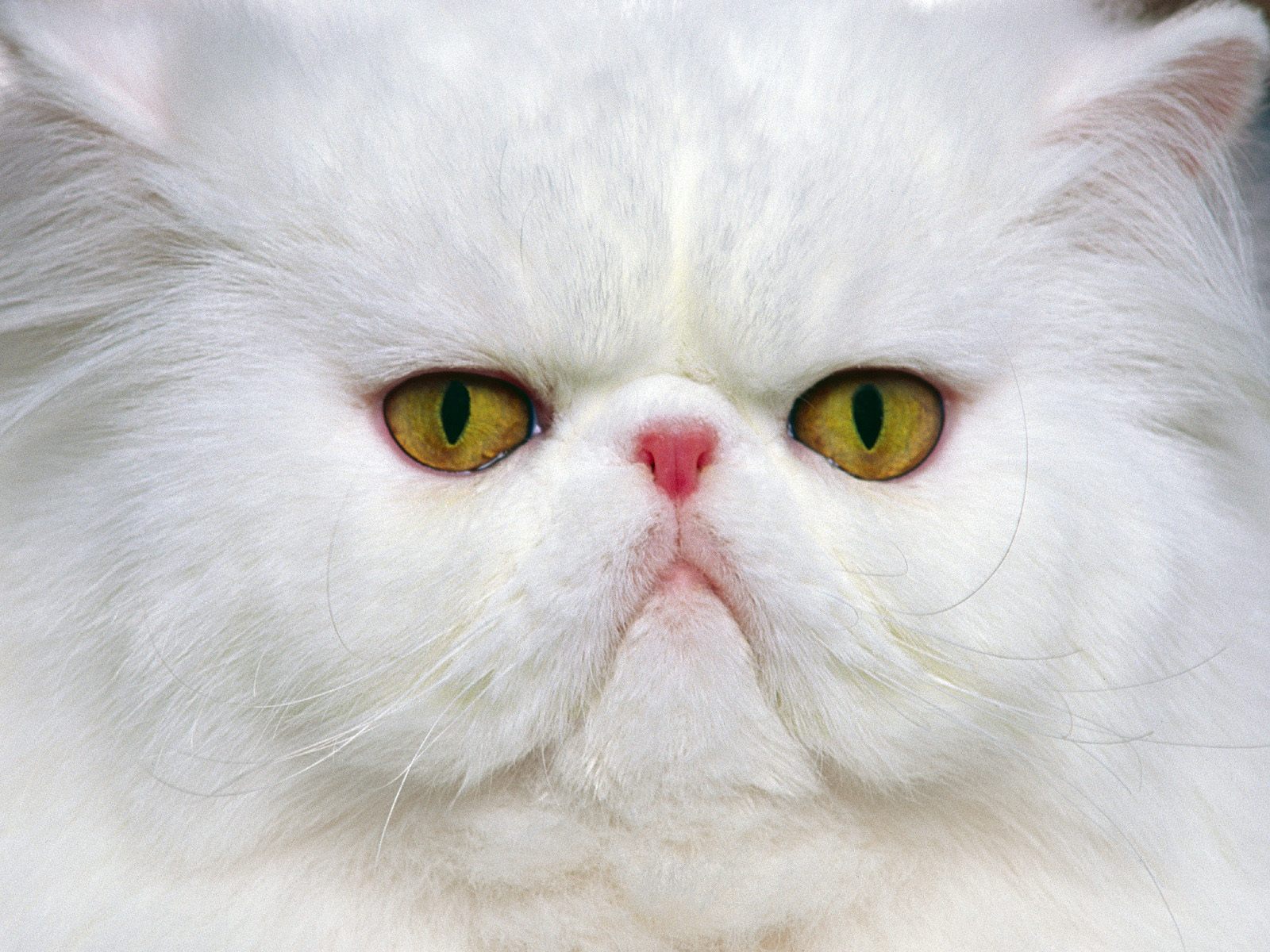  Persian Cat  Wallpapers Fun Animals Wiki Videos 