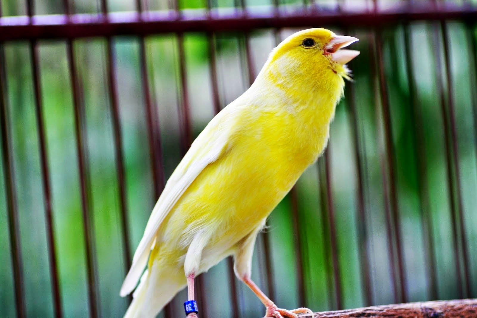 7 Burung Pemakan  Biji  Bijian  Bimbel Brilian