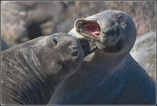 Seal Fight