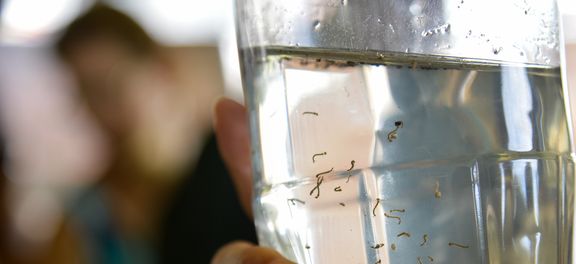 OMS alerta que vacina contra vírus Zika pode chegar tarde demais