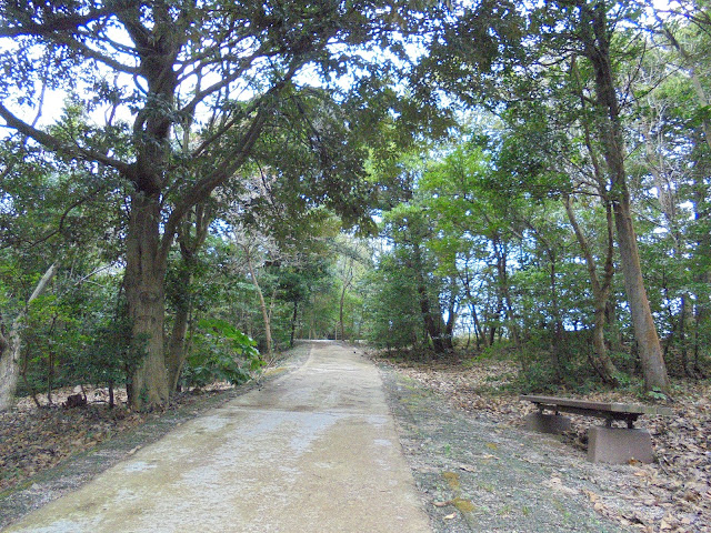 弥生の森の遊歩道