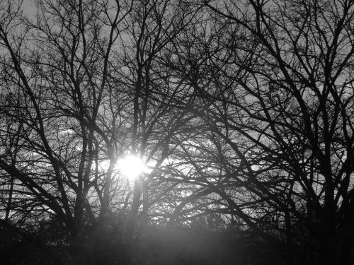 sun through tree