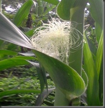 jagung3
