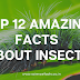 Top 12 Amazing Insects Facts