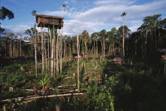 Suku Rumah Pohon Korowai dan Kombai ~ Bumi Nusantara