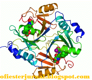 http://ofiesterjurnal.blogspot.com/2013/10/enzim-dan-cara-kerjanya.html