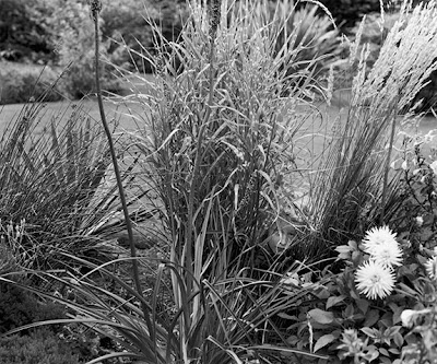 Boy in the Grasses ⓒ Cate McRae 2007; All Rights Reserved