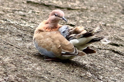 "Laughing Dove - Streptopelia senegalensis basking and pruning."