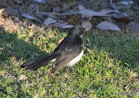 Australian Bird Willy Wag Tail