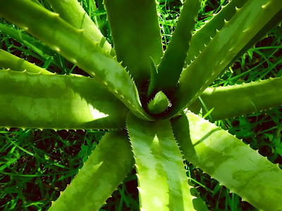 Figure 1. El Aloe Vera beneficios medicinales - sybcodex.com